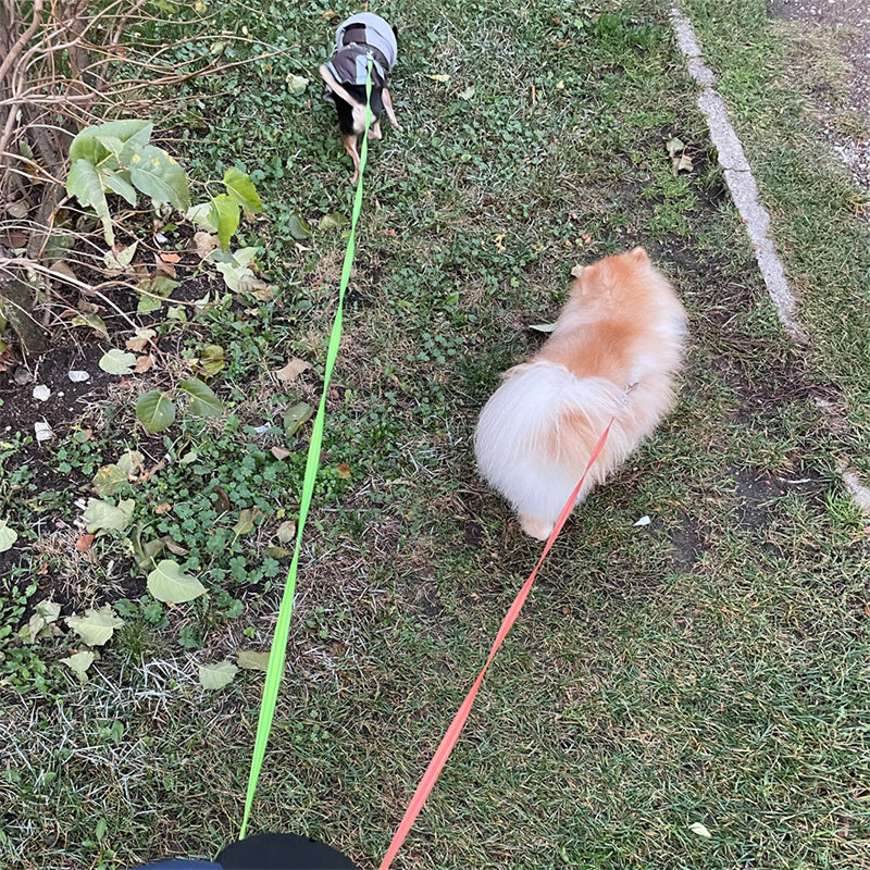 Retractable Reflective Dog Leash for Small Breeds with 360-Degree Swivel and Integrated Lights